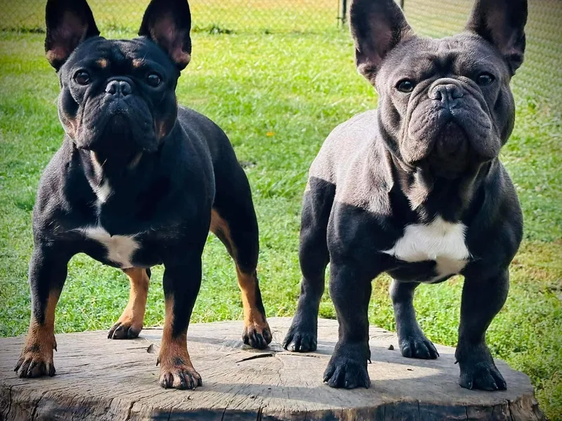 Blaze Of Glory Bostons &amp; Frenchies