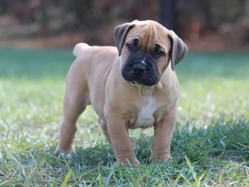 Blazen Boerboels