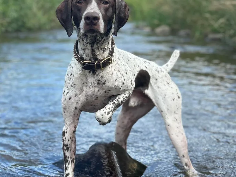 Blazing Ridge Working Dogs