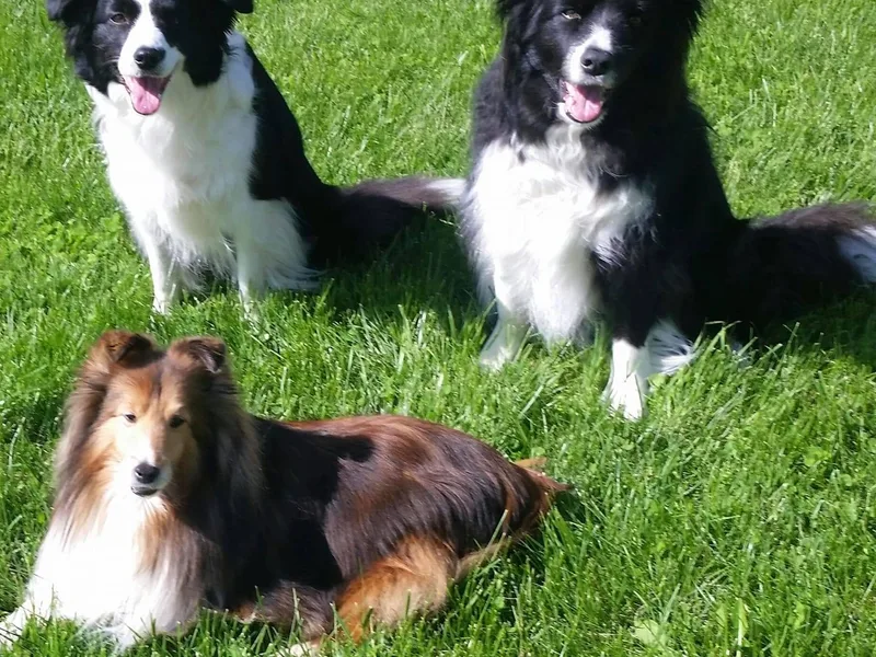 Blazing Sky Border Collies