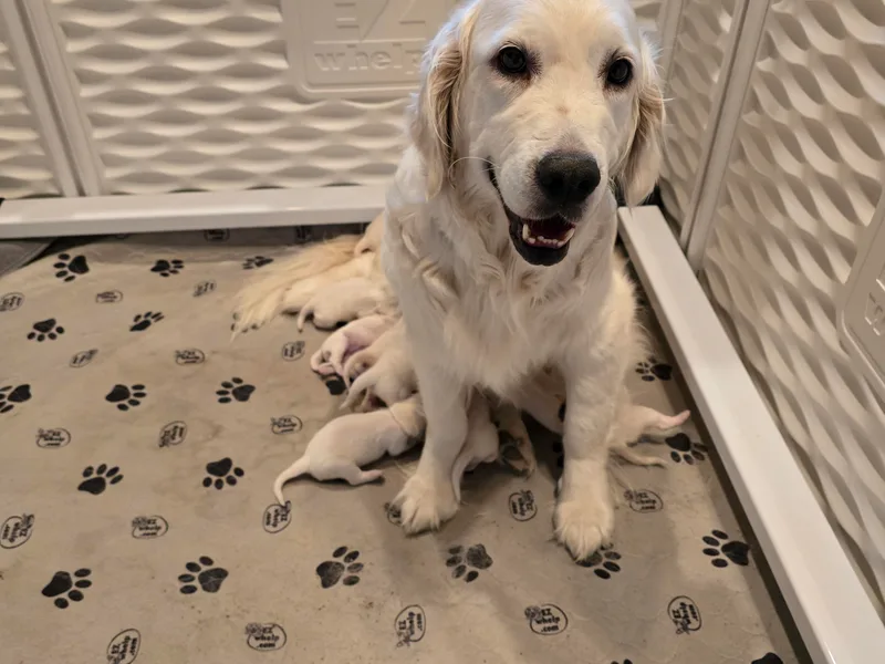 Blazing Star Goldens