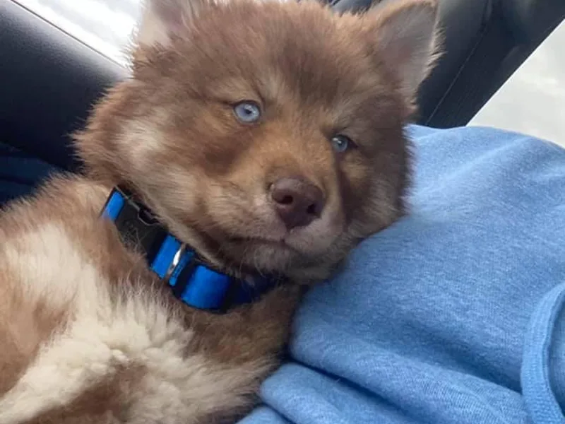 Blazing Trails Siberians