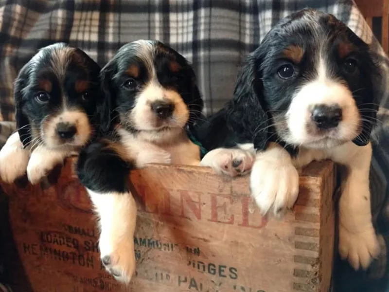 Blazingstar Springers