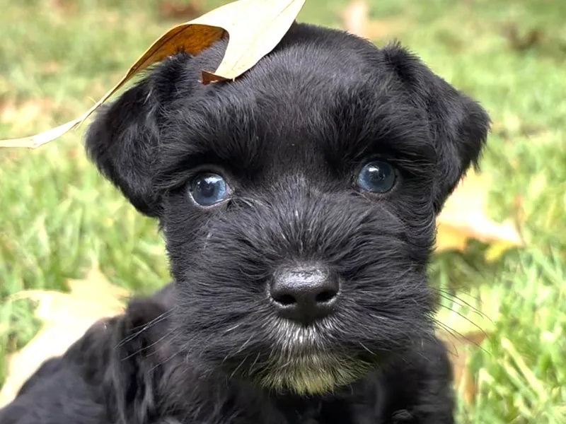 Blessed A Bit Kennels