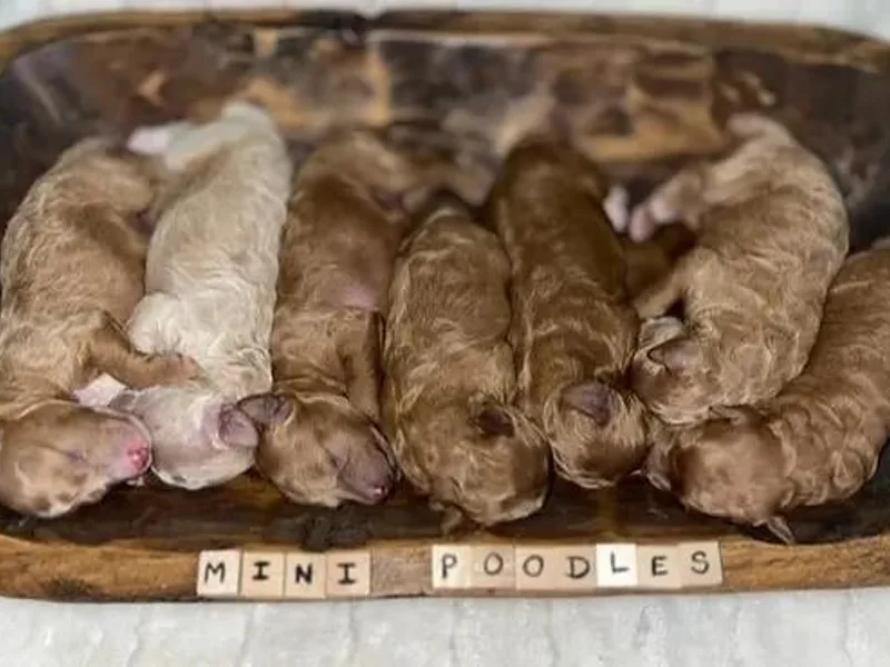 Blessed Acres Miniature Poodles