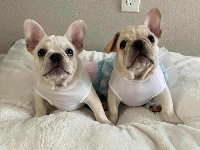 Blessed and Boujee Frenchies