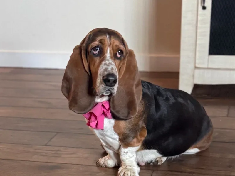 Blessed Basset Hounds