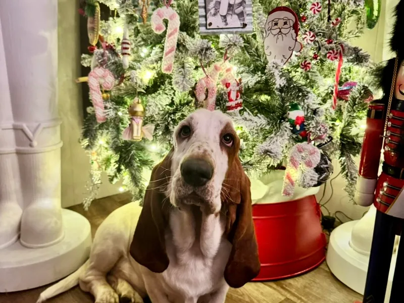 Blessed Bassets