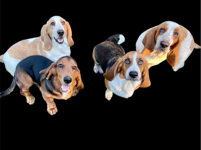 Blessed Bassets