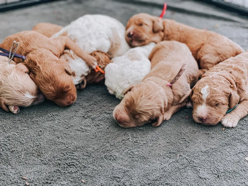 Blessed Beyond Doodles