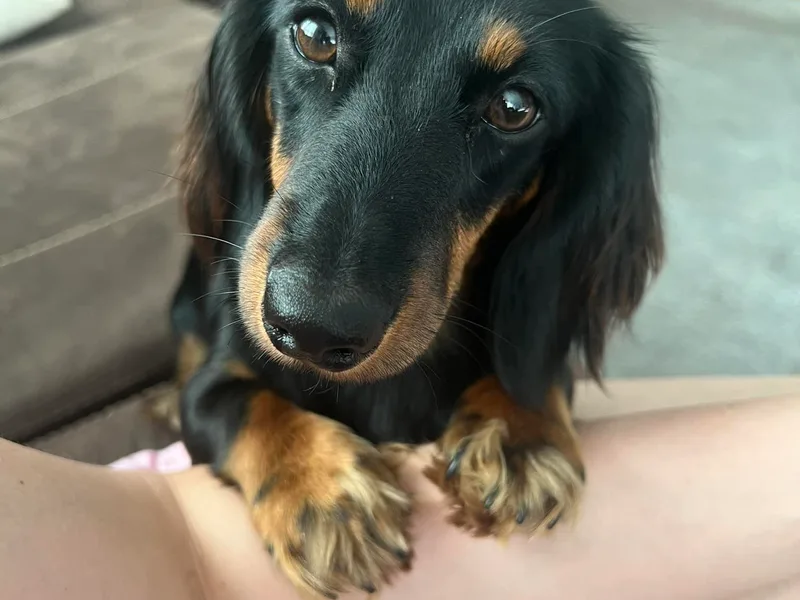 Blessed Beyond Doxies