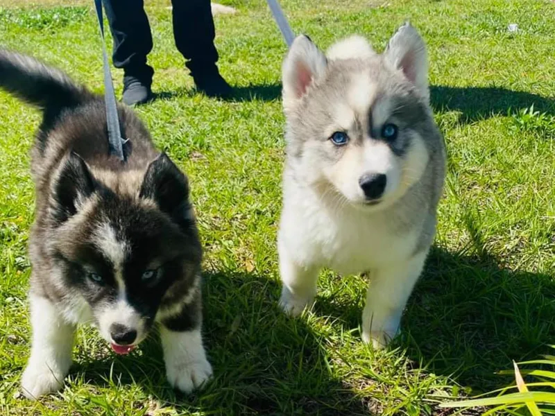 Blessed Huskies of Florida