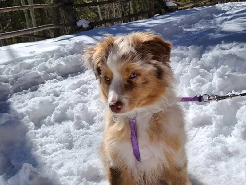 Blessed Knights Mini Aussies