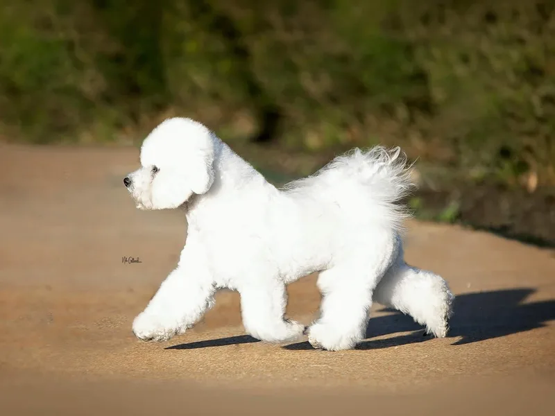 Blessed Treasures Bichons