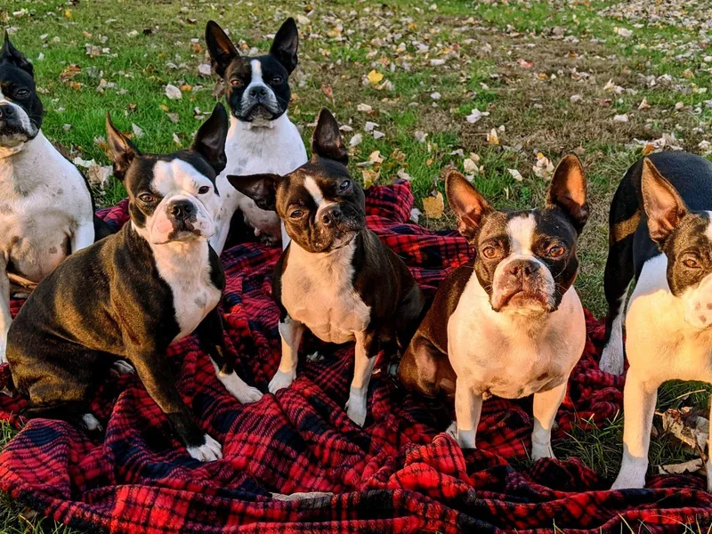 Blessed with Bostons