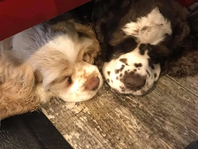 Blessed with Raine’s Puppies