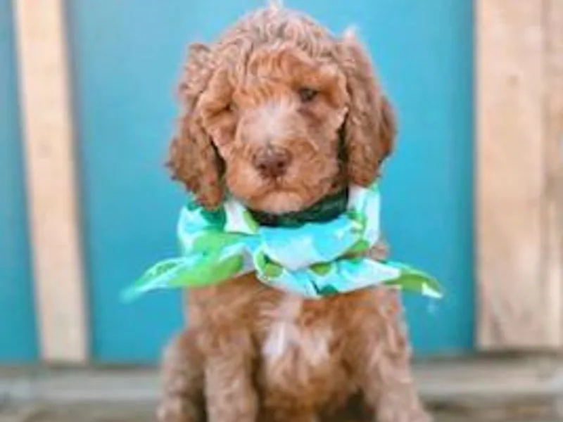Blessing Labradoodles, Goldendoodles, standard and mini’s