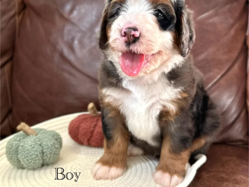 Blessings Pups Doodles photo 1