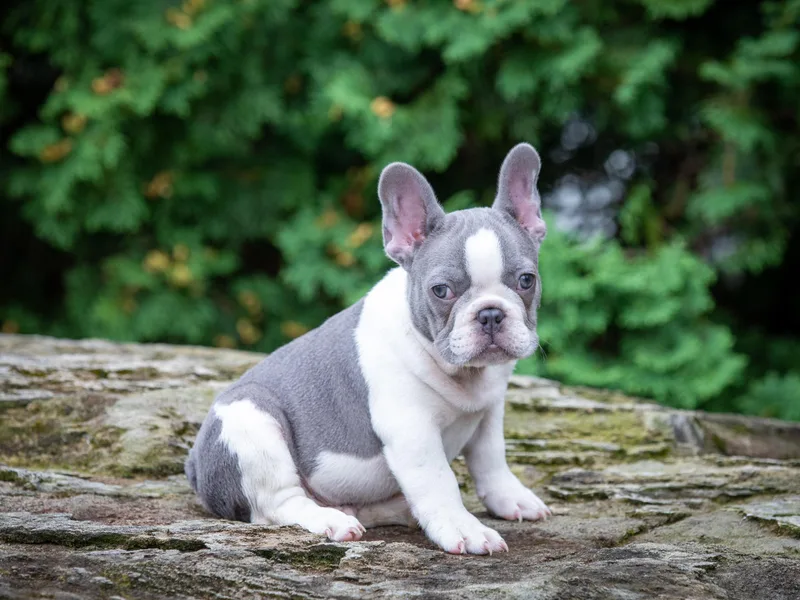 Bleu Rock French Bulldogs