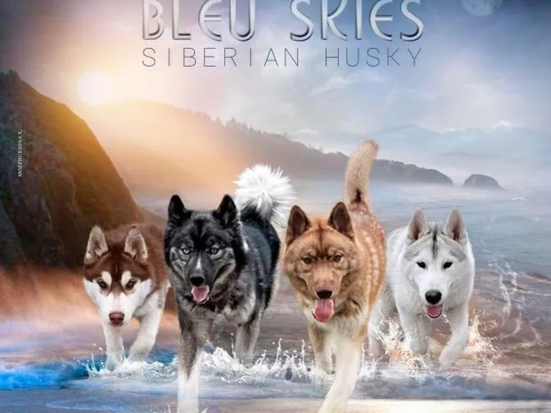 Bleu Skies Siberian Huskies