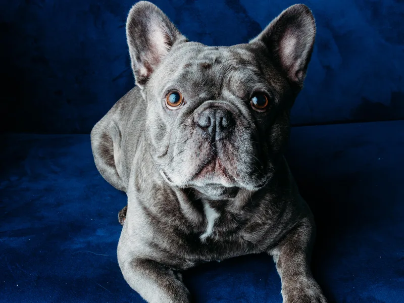 Bleu Steele French Bulldogs
