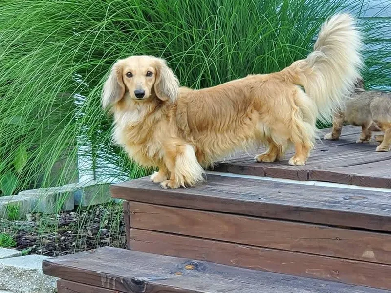 BleuBayou Dachshunds