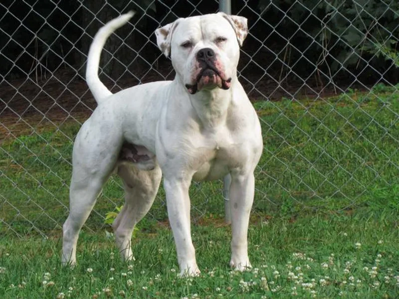 Blevins American Bulldogs