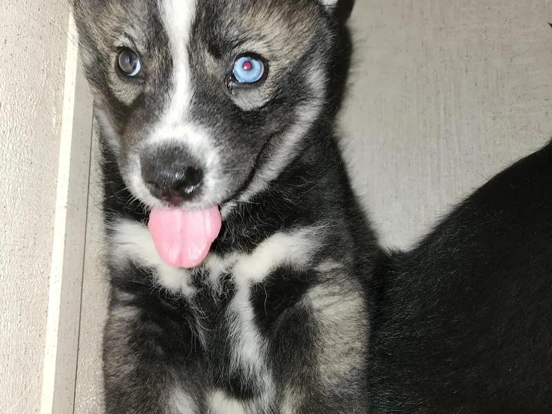 Blevins Hill Top Huskies