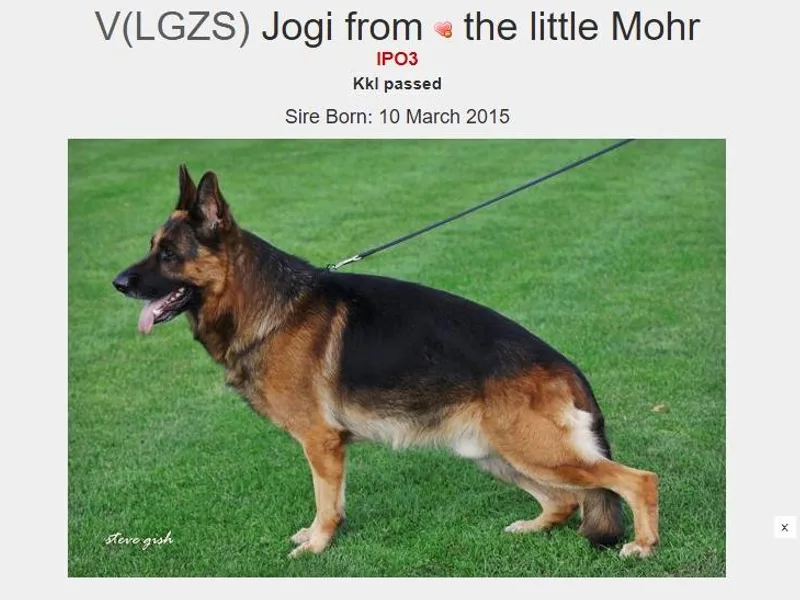 Blick's German Shepherds