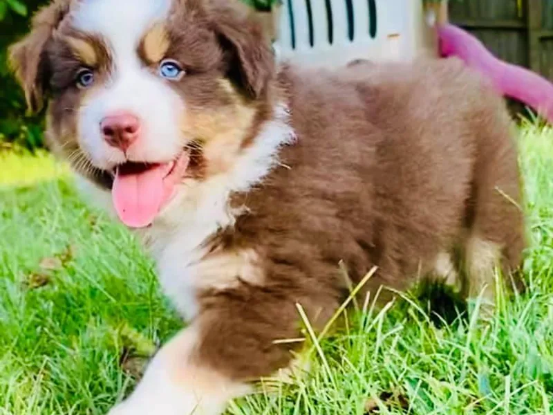Blissful Blues Australian Shepherds