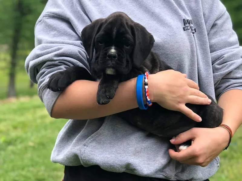 Blissful Euro Boxers &amp; French Bull Dogs