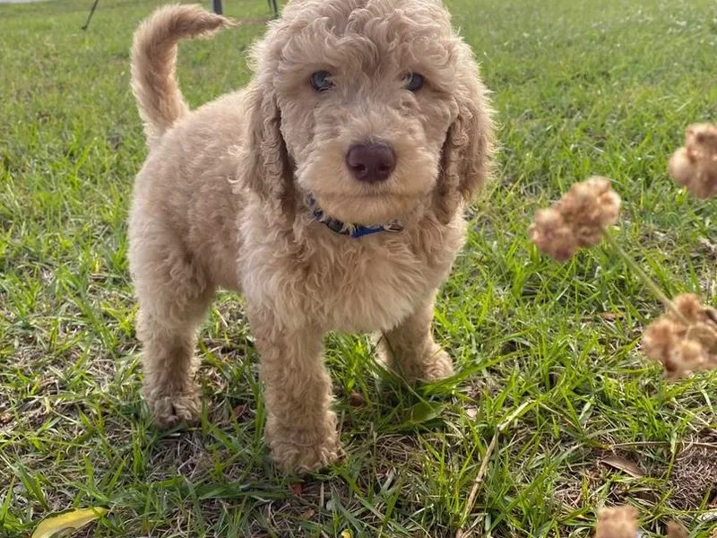 Blissful Goldendoodles