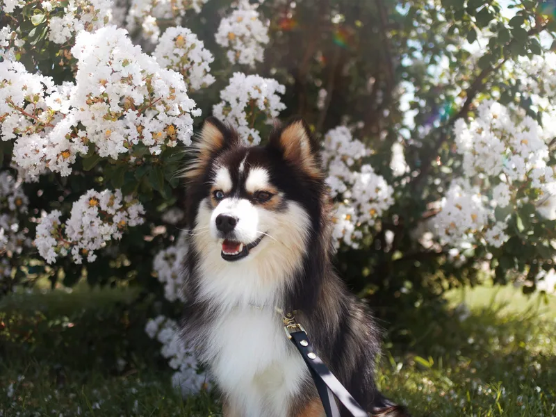 Blissful Paws Pomskies