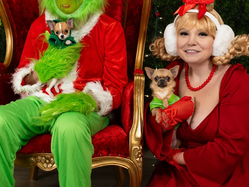 Blissful’s Chihuahuas