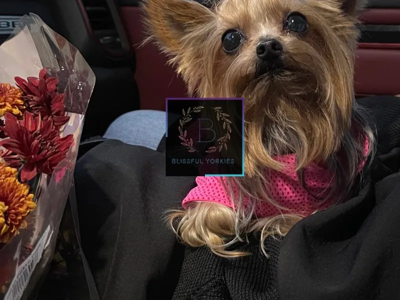 Blissful_Yorkies