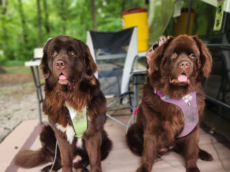 Blitz E &amp; E Newfoundlands