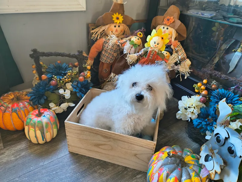 Blitzing Bichons and Havanese