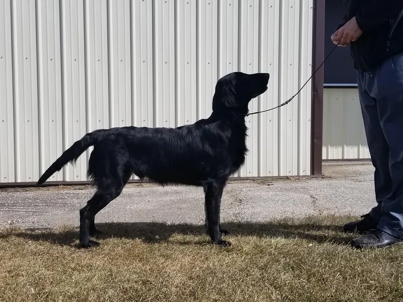 Blixthalka Flat-Coated Retrievers