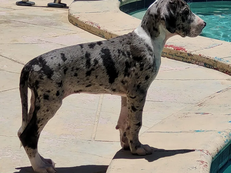 BLK's Great Danes