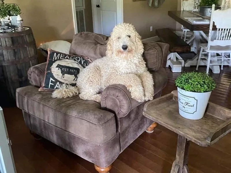 Blondie’s Doodles