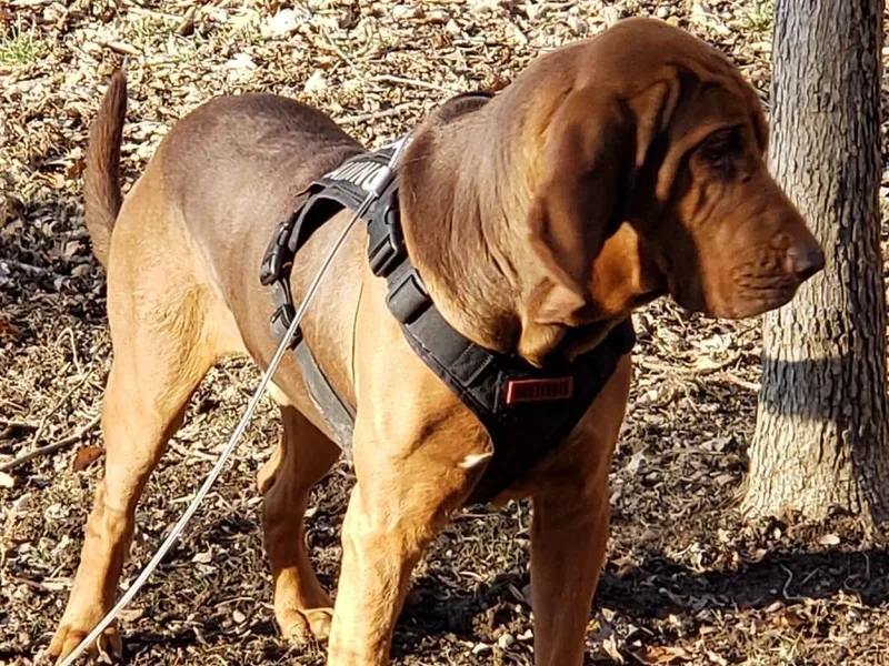 Bloodhound Breeders photo 1