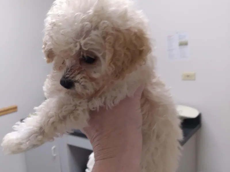 Bloomingdale Toy Poodles