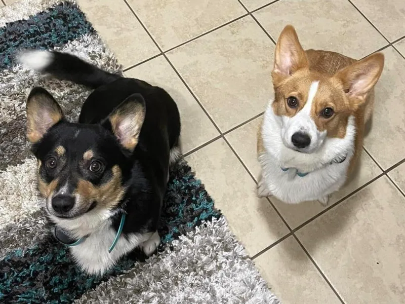 Blooms Corgis