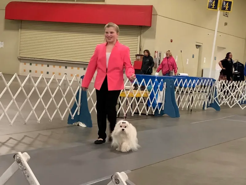 Blossoming Gem’s Maltese