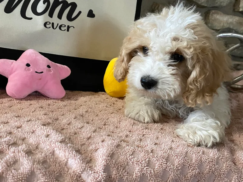Blount pups photo 1