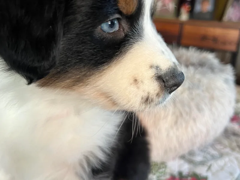 Blu Diamond's Aussies