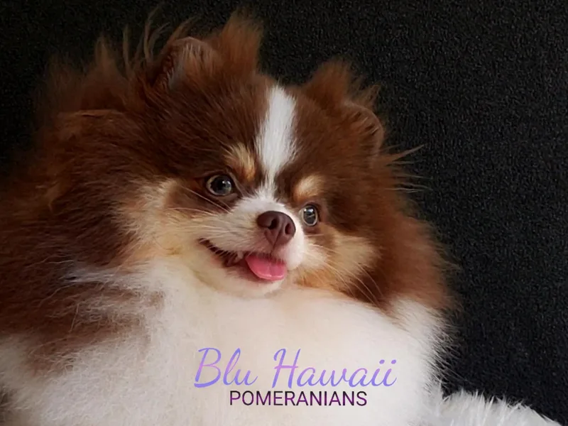 Blu Hawaii Pomeranians