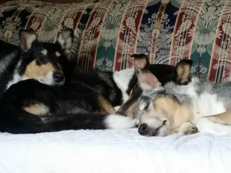Blu Moon Collies