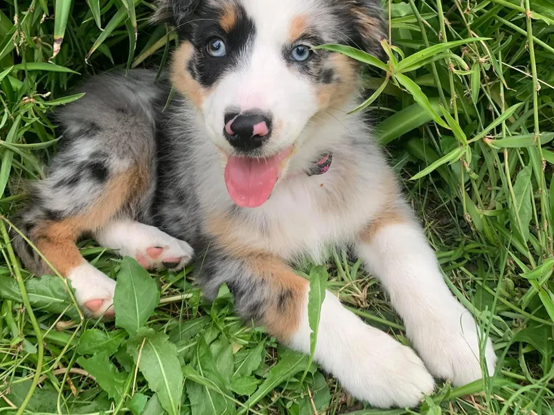 Blu’s Aussiedoodles