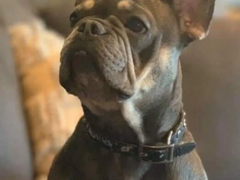Blu Sapphire Frenchies